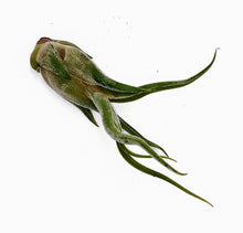 Load image into Gallery viewer, 6" Air Plant - Tillandsia caput medusae 'Kracken'