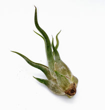 Load image into Gallery viewer, 6" Air Plant - Tillandsia caput medusae 'Kracken'