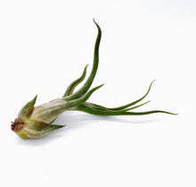 Load image into Gallery viewer, 6" Air Plant - Tillandsia caput medusae 'Kracken'