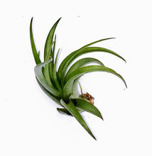 Load image into Gallery viewer, 3" Air Plant - Tillandsia veluntina 'Sonic'