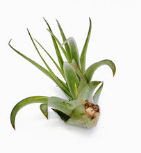 Load image into Gallery viewer, 3" Air Plant - Tillandsia veluntina 'Sonic'