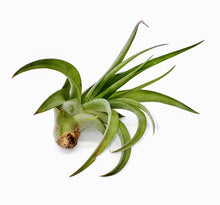 Load image into Gallery viewer, 3" Air Plant - Tillandsia veluntina 'Sonic'