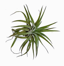Load image into Gallery viewer, 4" Air Plant - Tillandsia aeranthos 'Carnation-of-the-Air'