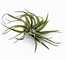 Load image into Gallery viewer, 4" Air Plant - Tillandsia aeranthos 'Carnation-of-the-Air'