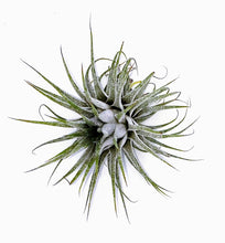 Load image into Gallery viewer, 3" Air Plant - Tillandsia ionantha 'Spikey'