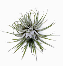 Load image into Gallery viewer, 3" Air Plant - Tillandsia ionantha 'Spikey'