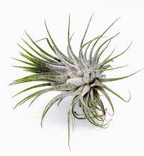 Load image into Gallery viewer, 3" Air Plant - Tillandsia ionantha 'Spikey'