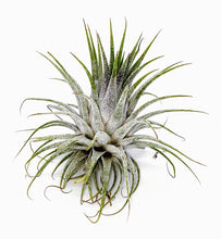 Load image into Gallery viewer, 3" Air Plant - Tillandsia ionantha 'Spikey'