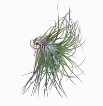 Load image into Gallery viewer, 4" Air Plant - Tillandsia 'Hairy'