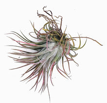Load image into Gallery viewer, 3" Air Plant - Tillandsia ionantha rubra 'Red'