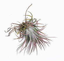 Load image into Gallery viewer, 3" Air Plant - Tillandsia ionantha rubra 'Red'