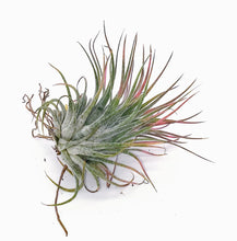 Load image into Gallery viewer, 3" Air Plant - Tillandsia ionantha rubra 'Red'