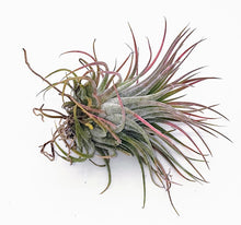 Load image into Gallery viewer, 3" Air Plant - Tillandsia ionantha rubra 'Red'