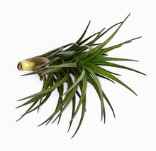 Load image into Gallery viewer, 4" Air Plant - Tillandsia tenuifolia