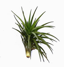 Load image into Gallery viewer, 4" Air Plant - Tillandsia tenuifolia