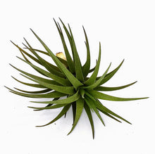 Load image into Gallery viewer, 4" Air Plant - Tillandsia tenuifolia