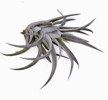 Load image into Gallery viewer, 4" Air Plant - Tillandsia harrisii