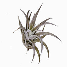 Load image into Gallery viewer, 4" Air Plant - Tillandsia harrisii
