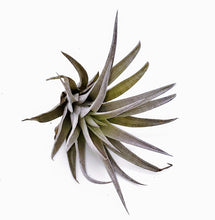 Load image into Gallery viewer, 4" Air Plant - Tillandsia harrisii