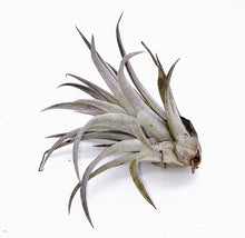 Load image into Gallery viewer, 4" Air Plant - Tillandsia harrisii