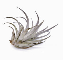 Load image into Gallery viewer, 4" Air Plant - Tillandsia harrisii