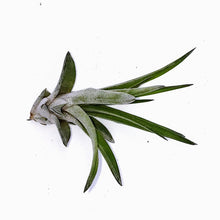 Load image into Gallery viewer, 6" Air Plant - Tillandsia seleriana