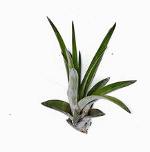 Load image into Gallery viewer, 6" Air Plant - Tillandsia seleriana
