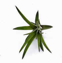 Load image into Gallery viewer, 6" Air Plant - Tillandsia seleriana