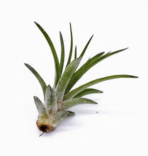 Load image into Gallery viewer, 6" Air Plant - Tillandsia seleriana