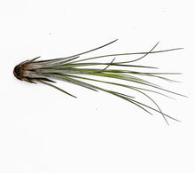 Load image into Gallery viewer, 6" Air Plant - Tillandsia juncea (small)
