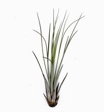 Load image into Gallery viewer, 6" Air Plant - Tillandsia juncea (small)