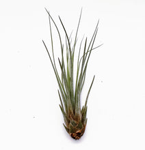 Load image into Gallery viewer, 6" Air Plant - Tillandsia juncea (small)