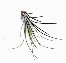 Load image into Gallery viewer, 6" Air Plant - Tillandsia juncea (small)