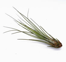 Load image into Gallery viewer, 6" Air Plant - Tillandsia juncea (small)