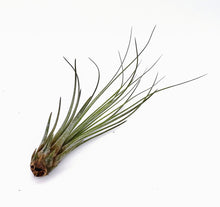 Load image into Gallery viewer, 6" Air Plant - Tillandsia juncea (small)