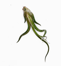 Load image into Gallery viewer, 6" Air Plant - Tillandsia caput medusae 'Kracken'