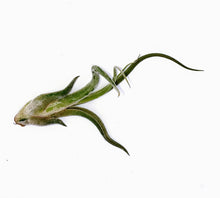 Load image into Gallery viewer, 6" Air Plant - Tillandsia caput medusae 'Kracken'
