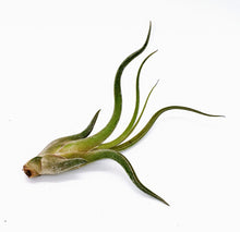 Load image into Gallery viewer, 6" Air Plant - Tillandsia caput medusae 'Kracken'
