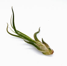 Load image into Gallery viewer, 6" Air Plant - Tillandsia caput medusae 'Kracken'