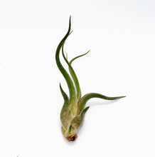 Load image into Gallery viewer, 6" Air Plant - Tillandsia caput medusae 'Kracken'