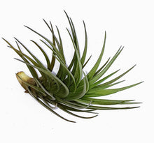 Load image into Gallery viewer, 4" Air Plant - Tillandsia tenuifolia