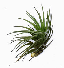 Load image into Gallery viewer, 4" Air Plant - Tillandsia tenuifolia