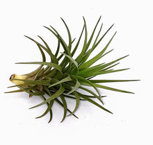 Load image into Gallery viewer, 4" Air Plant - Tillandsia tenuifolia