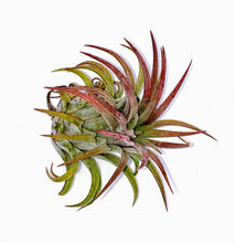 Load image into Gallery viewer, 2" Air Plant - Tillandsia Ionantha scaposa