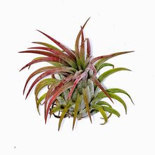 Load image into Gallery viewer, 2" Air Plant - Tillandsia Ionantha scaposa