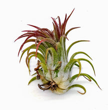 Load image into Gallery viewer, 2" Air Plant - Tillandsia Ionantha scaposa