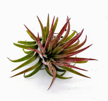 Load image into Gallery viewer, 2" Air Plant - Tillandsia Ionantha scaposa