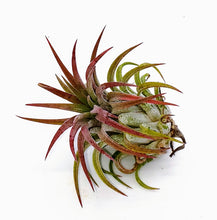 Load image into Gallery viewer, 2" Air Plant - Tillandsia Ionantha scaposa