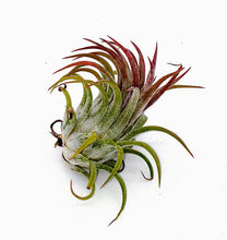 Load image into Gallery viewer, 2" Air Plant - Tillandsia Ionantha scaposa