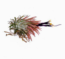 Load image into Gallery viewer, 2" Air Plant - Tillandsia Ionantha Guatemala